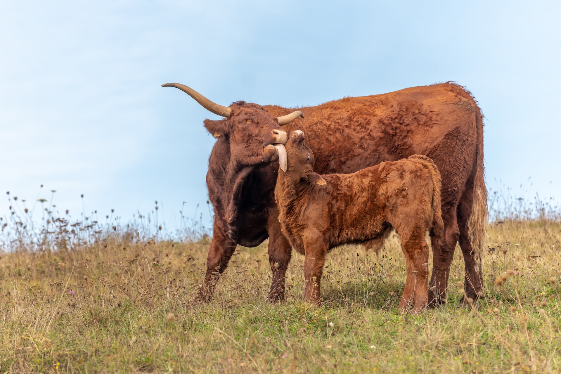 Bien-être animal sur les marchés aux bestiaux