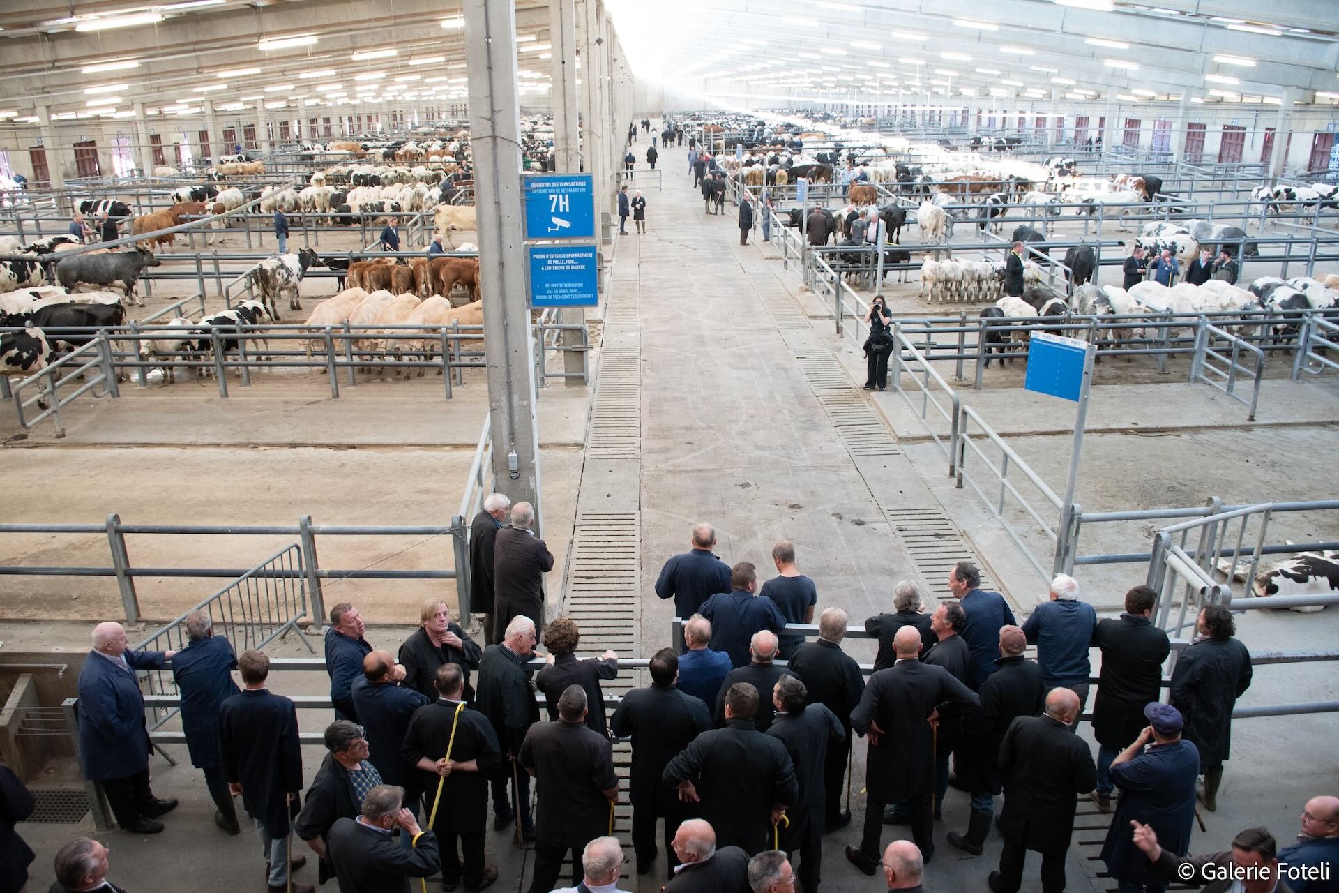 marche-couvert-betail-ciney-fncb